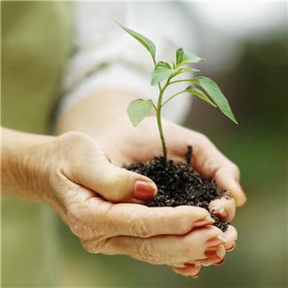 ladies hands holding soil and a small plant