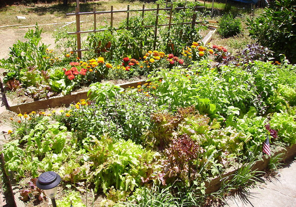 Vegetable and flower gardens.
