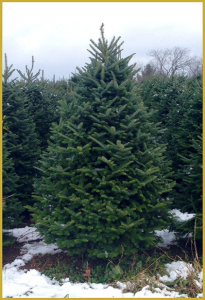 Choosing the Right Christmas Tree