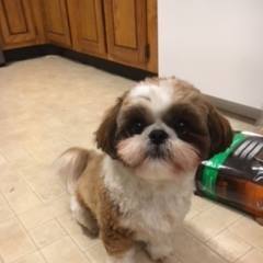 Photo of a brown and white shih-tzu.